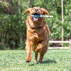 Chuckit Eco Fetch Stick Doğa Dostu Köpek Oyuncağı - 5