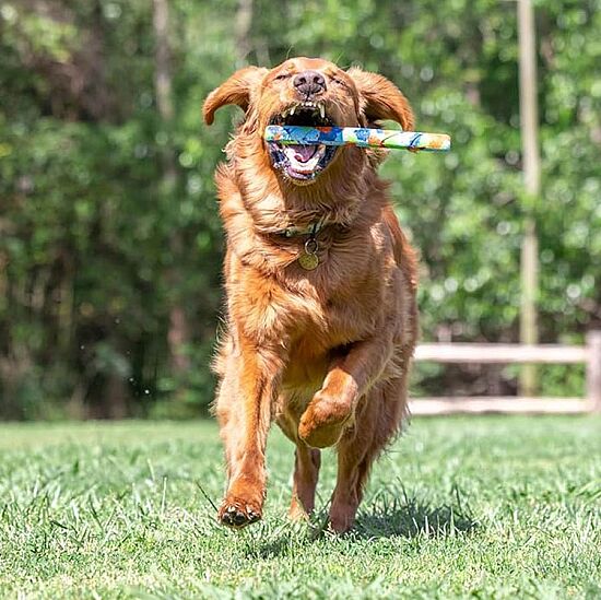 Chuckit Eco Fetch Stick Doğa Dostu Köpek Oyuncağı - 5