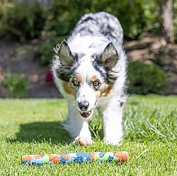 Chuckit Eco Fetch Stick Doğa Dostu Köpek Oyuncağı - 6