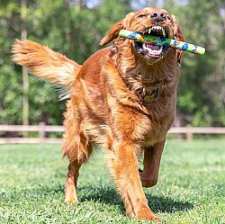 Chuckit Eco Fetch Stick Doğa Dostu Köpek Oyuncağı - 7
