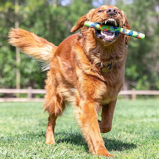 Chuckit Eco Fetch Stick Doğa Dostu Köpek Oyuncağı - 7
