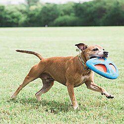 Chuckit Fetch Flight Frizbi - 5