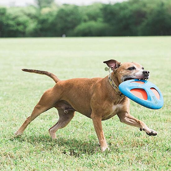 Chuckit Fetch Flight Frizbi - 5
