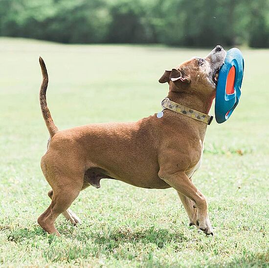 Chuckit Fetch Flight Frizbi - 7