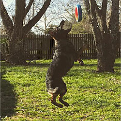 Chuckit Fetch Wheel Dog Toy Large - 5