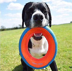 Chuckit Fetch Wheel Dog Toy Large - 6