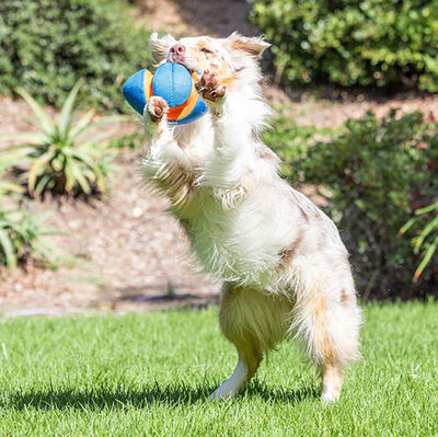 Chuckit Giggle Fumble Fetch Sesli Köpek Oyun Topu