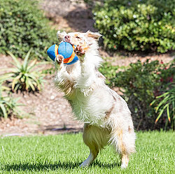 Chuckit Giggle Fumble Fetch Sesli Köpek Oyun Topu - 6