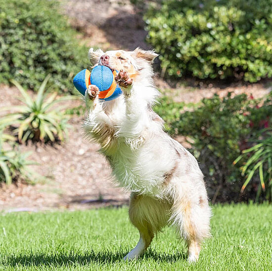 Chuckit Giggle Fumble Fetch Sesli Köpek Oyun Topu - 6