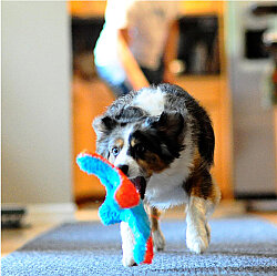 Chuckit Indoor Squirrel Eve Özel Yumuşak Sincap Frizbi - 6