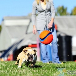 Chuckit Kick Fetch Ball Dog Toy Small - Thumbnail