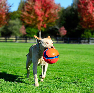 Chuckit Kick Fetch (Büyük Boy)