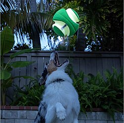 Chuckit Kick Fetch Max Glow Gece Parlayan Köpek Oyuncağı (Küçük Boy) - 5