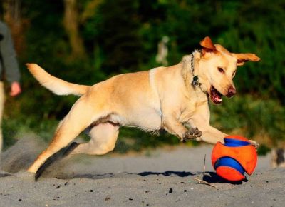 Chuckit Kick Fetch Top Şekilli Köpek Oyuncağı Small