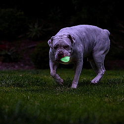 Chuckit Max Glow Air Fetch Gece Parlayan Köpek Oyun Topu (Orta Boy) - 4