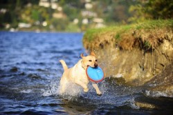 Chuckit Paraflight Fabric Frisbee Dog Toy Large - Thumbnail