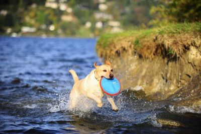 Chuckit Paraflight Fabric Frisbee Dog Toy Large