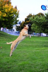 Chuckit Paraflight Fabric Frisbee Dog Toy Large - Thumbnail