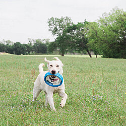 Chuckit Rugged Fetch Wheel Ekstra Dayanıklı Köpek Oyun Halkası - 5