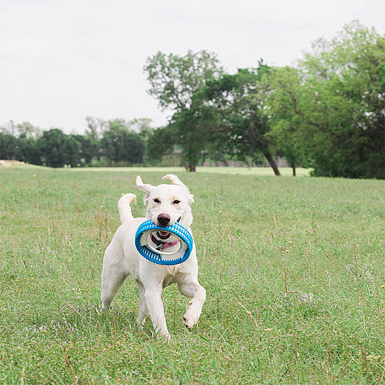 Chuckit Rugged Fetch Wheel Ekstra Dayanıklı Köpek Oyun Halkası - 5