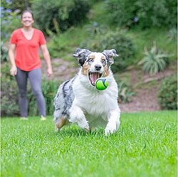 Chuckit Sniff Fetch Fıstık Ezmesi Kokulu Köpek Oyun Topu (Orta Boy) - 3