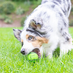 Chuckit Sniff Fetch Fıstık Ezmesi Kokulu Köpek Oyun Topu (Orta Boy) - Thumbnail