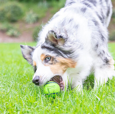 Chuckit Sniff Fetch Fıstık Ezmesi Kokulu Köpek Oyun Topu (Orta Boy)