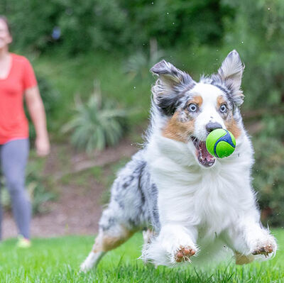 Chuckit Sniff Fetch Fıstık Ezmesi Kokulu Köpek Oyun Topu (Orta Boy)