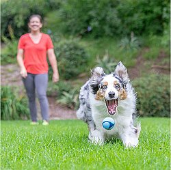 Chuckit Sniff Fetch Jambon Kokulu Köpek Oyun Topu (Orta Boy) - 7