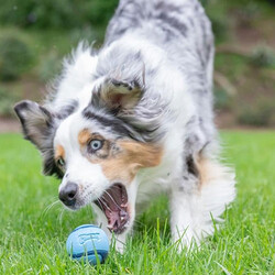 Chuckit Sniff Fetch Jambon Kokulu Köpek Oyun Topu (Orta Boy) - Thumbnail