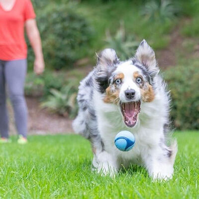 Chuckit Sniff Fetch Jambon Kokulu Köpek Oyun Topu (Orta Boy)