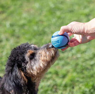 Chuckit Sniff Fetch Kokulu Köpek Oyun Topu 4 lü Kutulu Set (Orta Boy) - 4