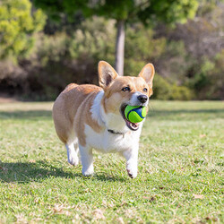 Chuckit Sniff Fetch Kokulu Köpek Oyun Topu 4 lü Kutulu Set (Orta Boy) - 6