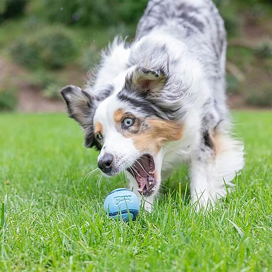 Chuckit Sniff Fetch Kokulu Köpek Oyun Topu 4 lü Kutulu Set (Orta Boy) - 4
