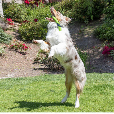 Chuckit Sniff Fetch Stick Kokulu Köpek Oyuncağı (Fıstık Ezmesi Aromalı)