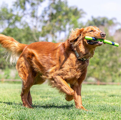 Chuckit Sniff Fetch Stick Kokulu Köpek Oyuncağı (Fıstık Ezmesi Aromalı)