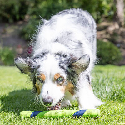 Chuckit Sniff Fetch Stick Kokulu Köpek Oyuncağı (Fıstık Ezmesi Aromalı)