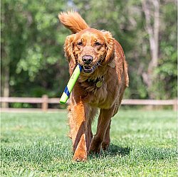 Chuckit Sniff Fetch Stick Kokulu Köpek Oyuncağı (Fıstık Ezmesi Aromalı) - 5
