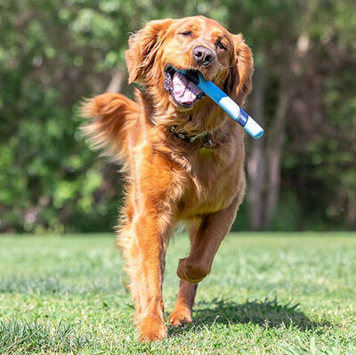 Chuckit Sniff Fetch Stick Kokulu Köpek Oyuncağı (Jambon Aromalı)