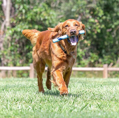 Chuckit Sniff Fetch Stick Kokulu Köpek Oyuncağı (Jambon Aromalı)