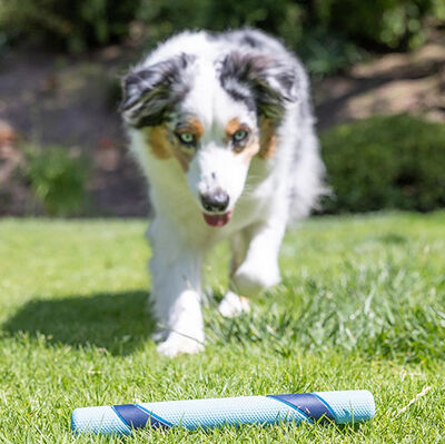 Chuckit Sniff Fetch Stick Kokulu Köpek Oyuncağı (Jambon Aromalı)