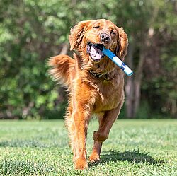 Chuckit Sniff Fetch Stick Kokulu Köpek Oyuncağı (Jambon Aromalı) - 5