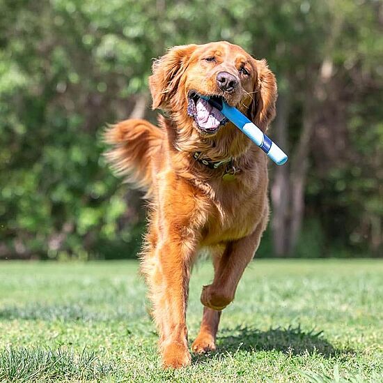 Chuckit Sniff Fetch Stick Kokulu Köpek Oyuncağı (Jambon Aromalı) - 5