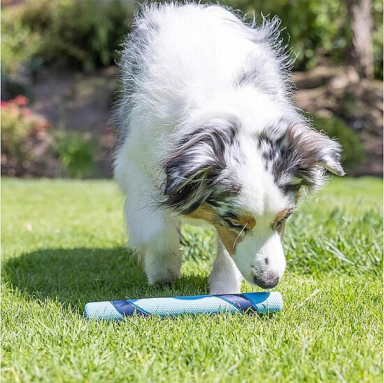 Chuckit Sniff Fetch Stick Kokulu Köpek Oyuncağı (Jambon Aromalı) - 6