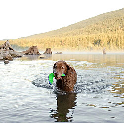 Chuckit! Suda Batmayan Bumerang Köpek Oyuncağı - 5