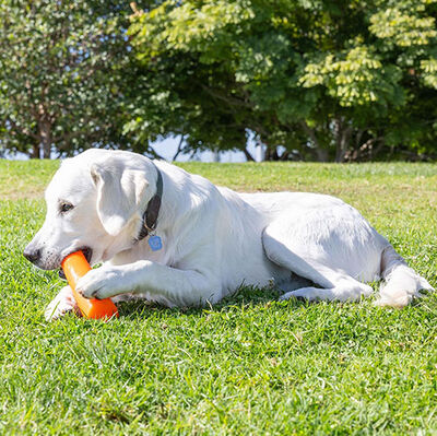 Chuckit Super Crunch Stick Köpek Oyuncağı (Küçük Boy)