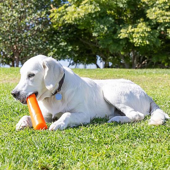 Chuckit Super Crunch Stick Köpek Oyuncağı (Küçük Boy) - 6