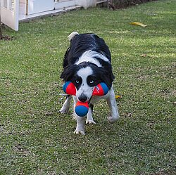 Chuckit Tri-Bumper Suda Batmayan 3 Kollu Köpek Oyuncağı (Orta Boy) - 5