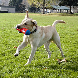 Chuckit Tumble Bumper Dog Toy Medium - 6