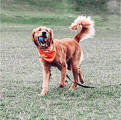 Chuckit Ultra Squeaker Sesli Köpek Oyun Topu (XL Boy) - 6